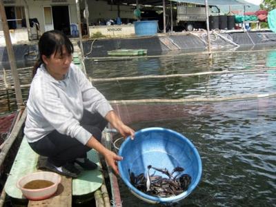 Ăn nên làm ra với cá bớp giống