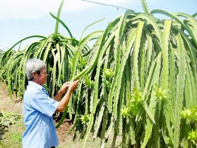 Hướng đi mới cho cây ăn trái