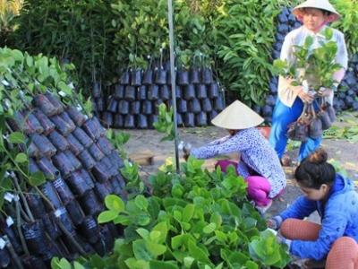 Sau hạn mặn, cây giống tăng giá gấp 2-3 lần