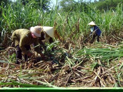 Mía đường hết cửa bảo hộ