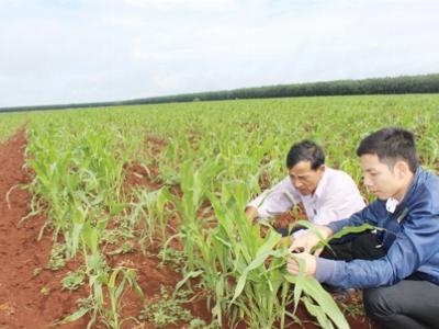Đồng Nai trồng 40 hécta cây siêu cao lương