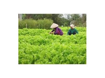 Tân Phú (Đồng Nai) hình thành nhiều vùng chuyên canh rau sạch