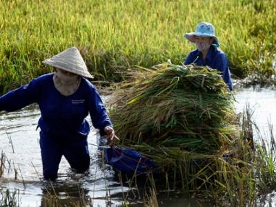 Báo động tình trạng gạo Việt lép vế tại thị trường truyền thống