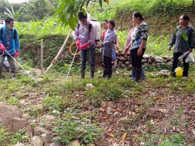 Dịch tôm bay tàn phá cây trồng FAO hỗ trợ diệt trừ nạn châu chấu
