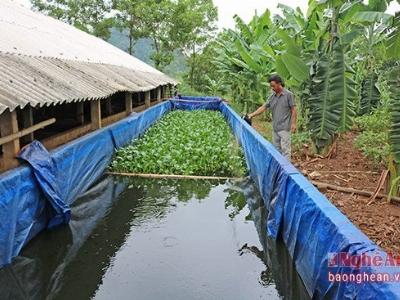 Thu tiền tỷ từ mô hình nuôi gà và cá trê phi