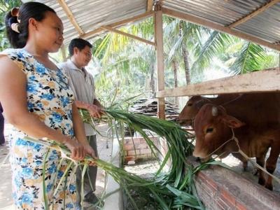 Nỗ lực giảm nghèo trong đồng bào Khmer