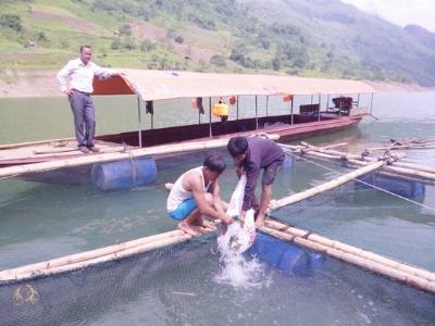 Lào Cai triển khai dự án nuôi cá lồng tại Bắc Hà, Mường Khương và Bảo Yên