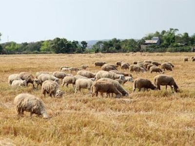 Giá cừu tăng mạnh