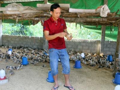 Nuôi gà bằng thảo dược, cho đeo kính