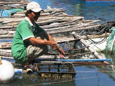 Phú Yên triển vọng nuôi hàu Thái Bình Dương