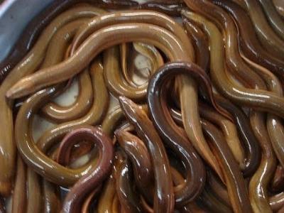 Hiệu quả mô hình nuôi lươn đồng thương phẩm trong bể bạt