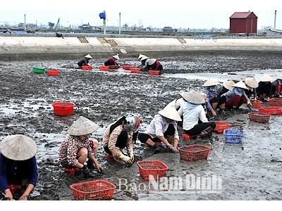 Giao Thủy (Nam Định) phát triển nuôi ngao bản địa theo hướng bền vững