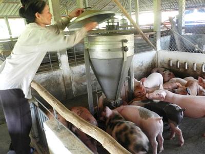 Phương pháp nhận biết heo bị bệnh trong trang trại - Phần 3