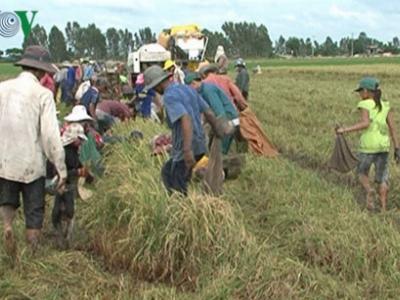 Người dân Kiên Giang bất lực nhìn chuột hoành hành