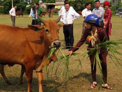 Lãi lớn nhờ nâng tầm vóc bò lai