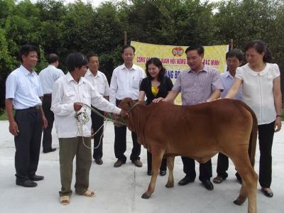 Bắc Ninh tặng bò sinh sản cho hộ nghèo
