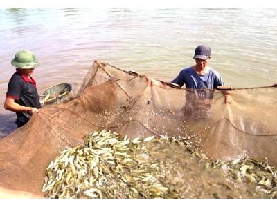 Hiệu quả từ mô hình ương nuôi cá giống tập trung