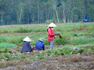 Trồng kiệu lãi hơn 200 triệu đồng/ha