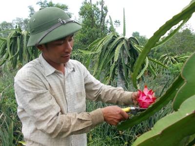 Trồng thanh long đúng cách, lãi trăm triệu đồng/vụ