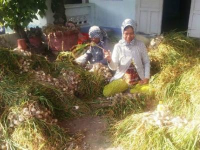 Tỏi Phan Rang tăng giá gấp đôi tỏi Lý Sơn