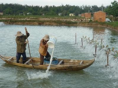 Bình Định khắc phục tôm chết hàng loạt