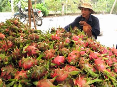 Nông dân khổ, sao mãi tự hào xuất khẩu gạo số 1