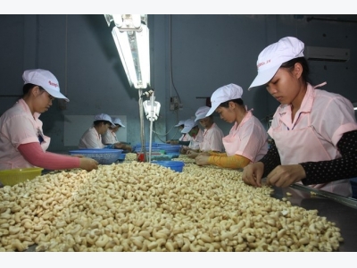 Material supply matters to cashew industry of Vietnam