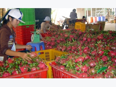 Binh Thuan looks to expand VietGap dragon fruit area