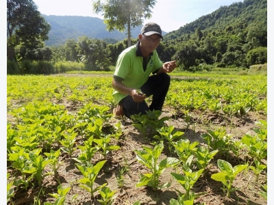 Mô hình rau hữu cơ 5 không đầu tiên ở Khánh Hòa