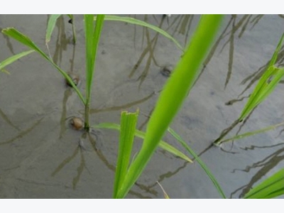 Những dịch bệnh hại cần chú ý trong tuần (từ 17 - 23/7)