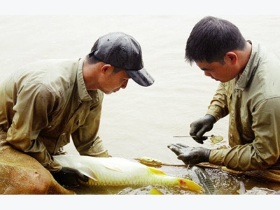 Thành công trong sản xuất giống cá chép lai