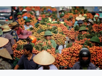 Price of lychee hits record high