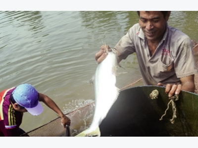 Sóc Trăng: Triển vọng từ nuôi cá bông lau