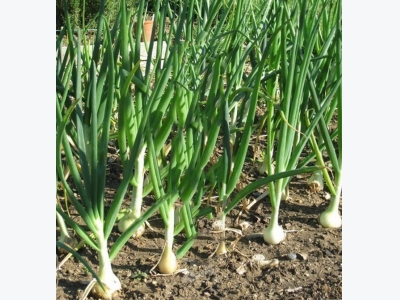 10 Onion Secrets Of His Cultivation For Excellent Harvest!