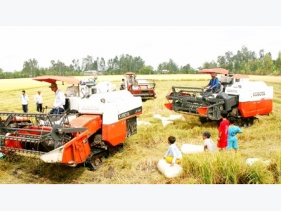 Rice price hikes in Mekong delta