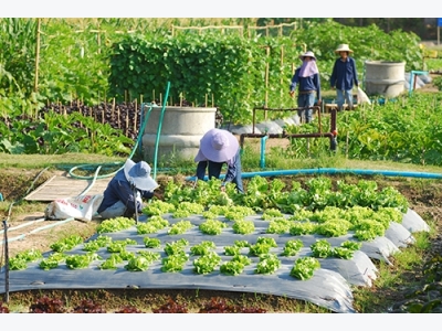 Commerce Ministry promotes organic farming