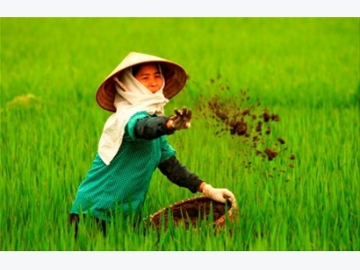 Vietnam wastes at least 1 billion USD yearly on over fertilisation
