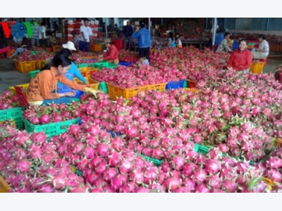 Vietnam to complete procedures for fresh dragon fruit export to Australia