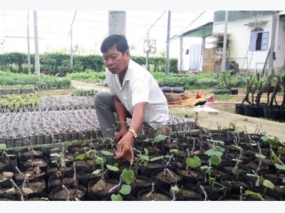 Nho giống thương hiệu Sáu Lang, kiếm vài tỷ đồng/năm