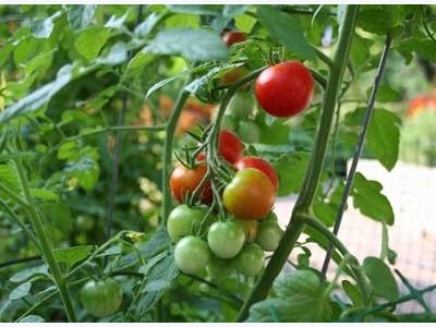 Spray Your Tomatoes With This Mixture After Rain! Heres Why!