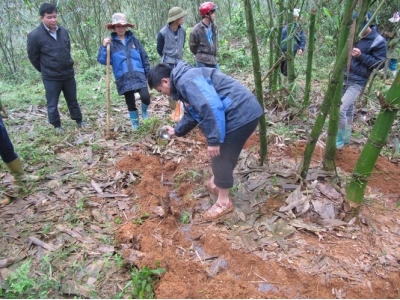 Tre măng Bát Độ mang lại lợi ích kép cho người dân