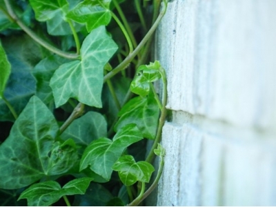 How to Get Rid of Invasive English Ivy