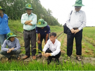 ĐBSCL ứng dụng canh tác lúa thông minh