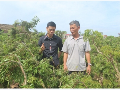 Thu nhập hàng trăm triệu mỗi năm nhờ trồng đinh lăng sạch