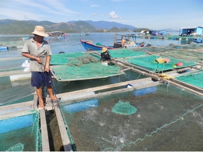 Kinh nghiệm nuôi cá chim vây vàng