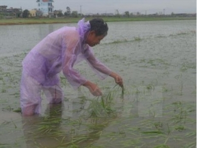 Các biện pháp khắc phục và chăm sóc lúa sau ngập úng