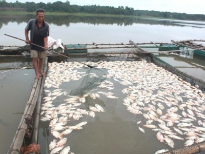 Cà Mau: Xác định nguyên nhân khiến cá bớp chết hàng loạt