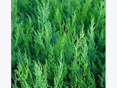 How to Grow Cedar Trees