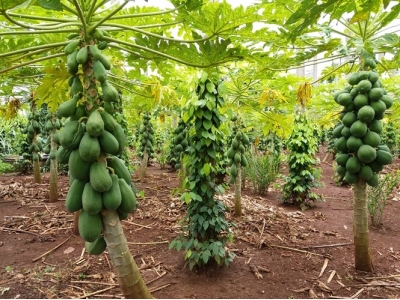 Đu đủ xen tiêu mang lại hiệu quả kép