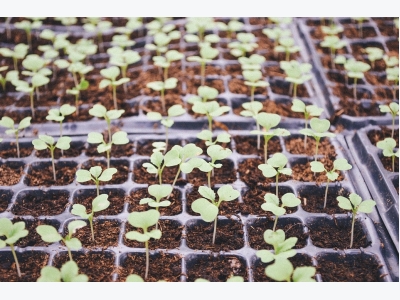 Using Seedling Mats for Seed Germination Temperature